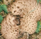 능이버섯 채취시기