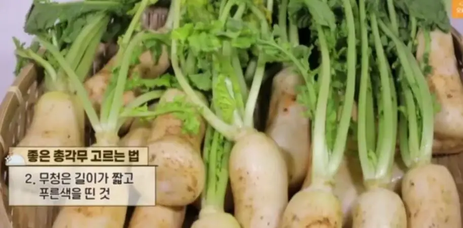 좋은 총각무 고르는 법