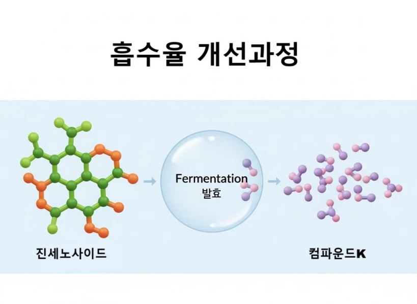 진세노사이드가 발효를 통해 컴파운드K로 전환되는 흡수율 개선 과정 인포그래픽