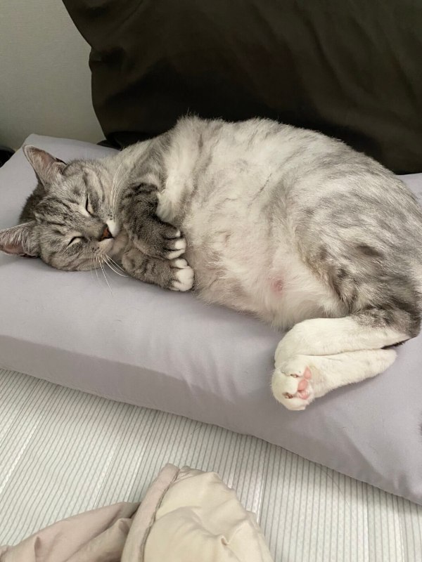 겁쟁이레이