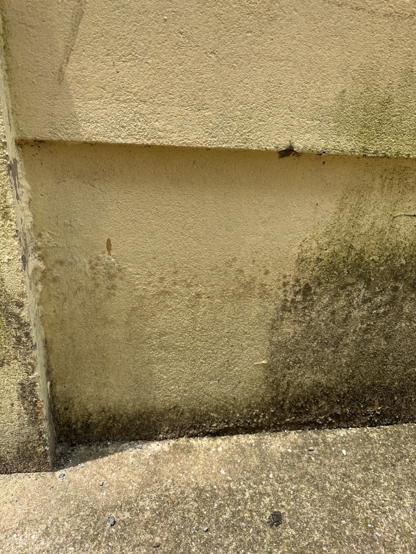 벽면에 이끼가 부분적으로 제거된 모습