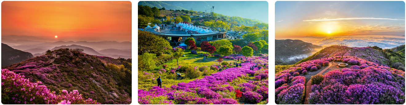 황매산 철쭉