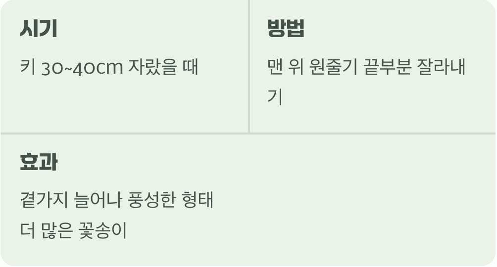 3. 풍성함의 마법, 순지르기