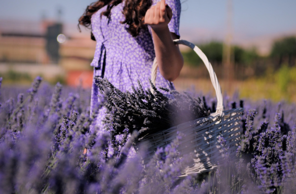고성 하늬라벤더팜 라벤더 축제 기간 입장료 주차장 정리