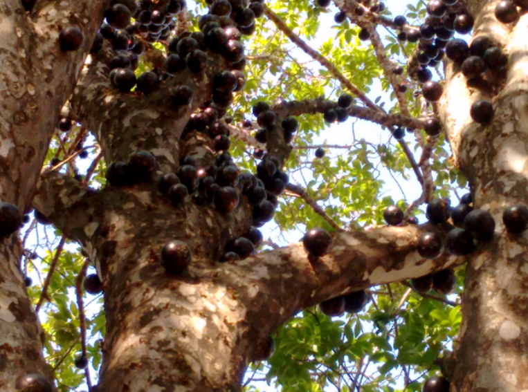 자보티카바 섭취 시 주의사항(부작용)
