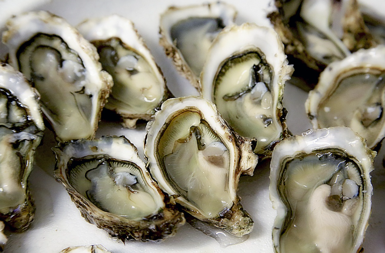 Korea’s Oyster Industry Sets Sights on Global Leadership