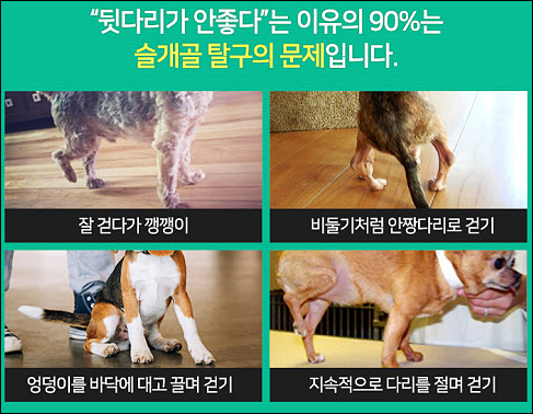 강아지슬개골