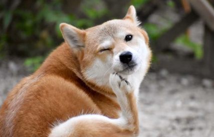 입을 긁는 강아지