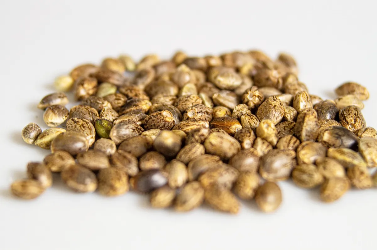 대마종자유-씨앗