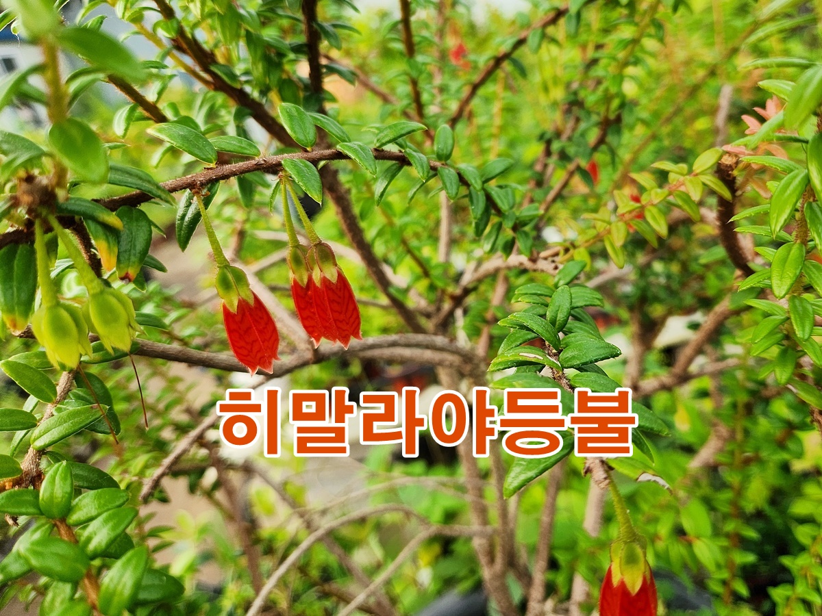 인디언귀걸이(히말라야등불)