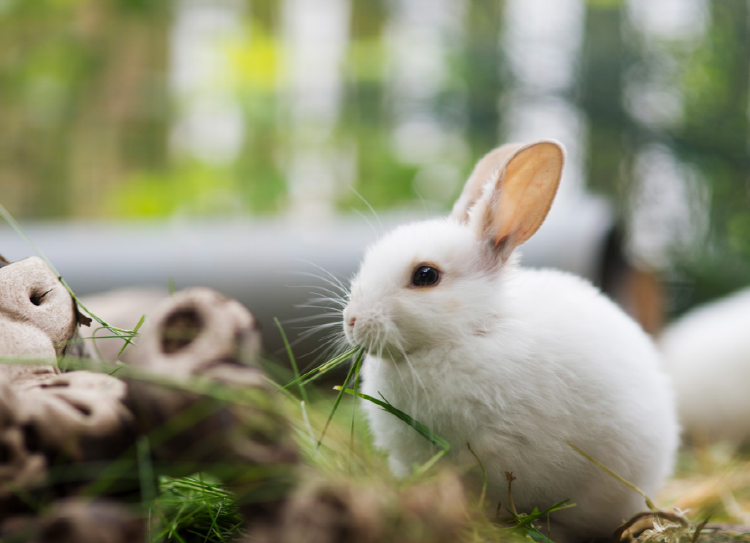 아침고요 동물원