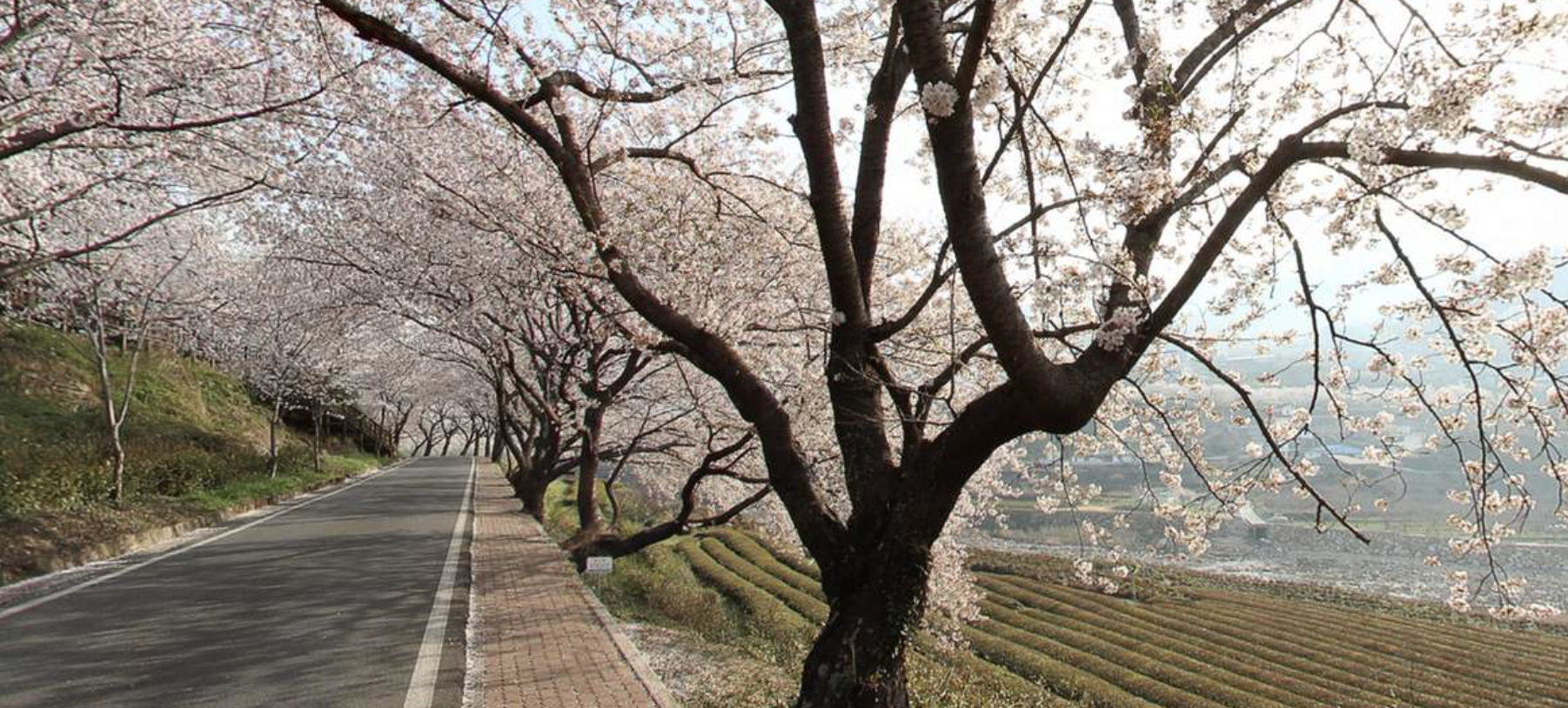 하동 하개 장터 벚꽃 터널 모습