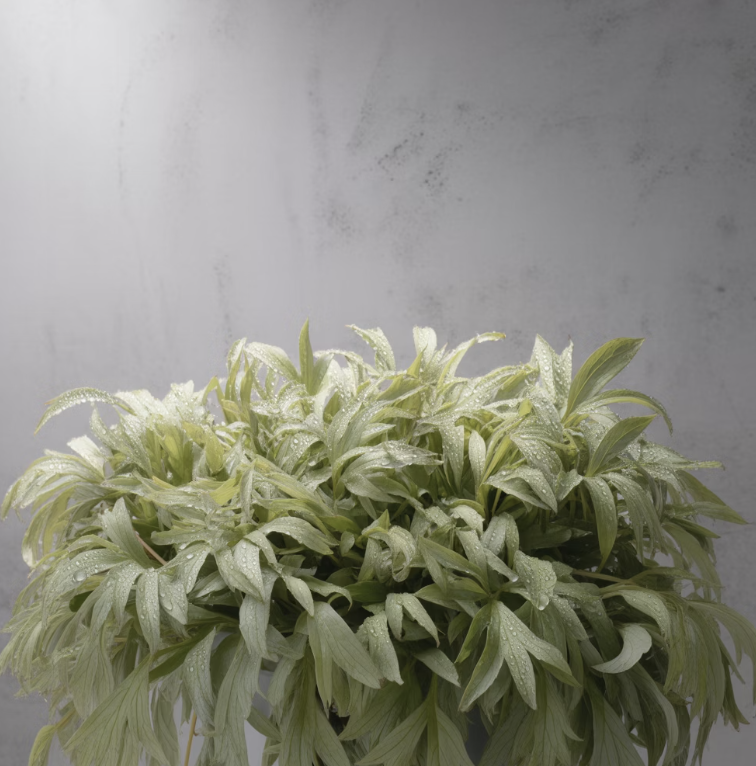 원인 둘: 과도한 사랑&amp;#44; 질소 비료 과다