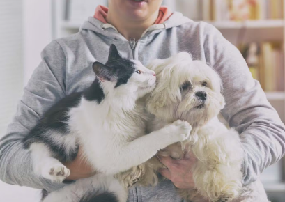 개와 고양이