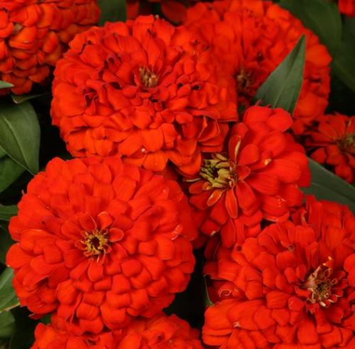 백일초(ZINNIA)