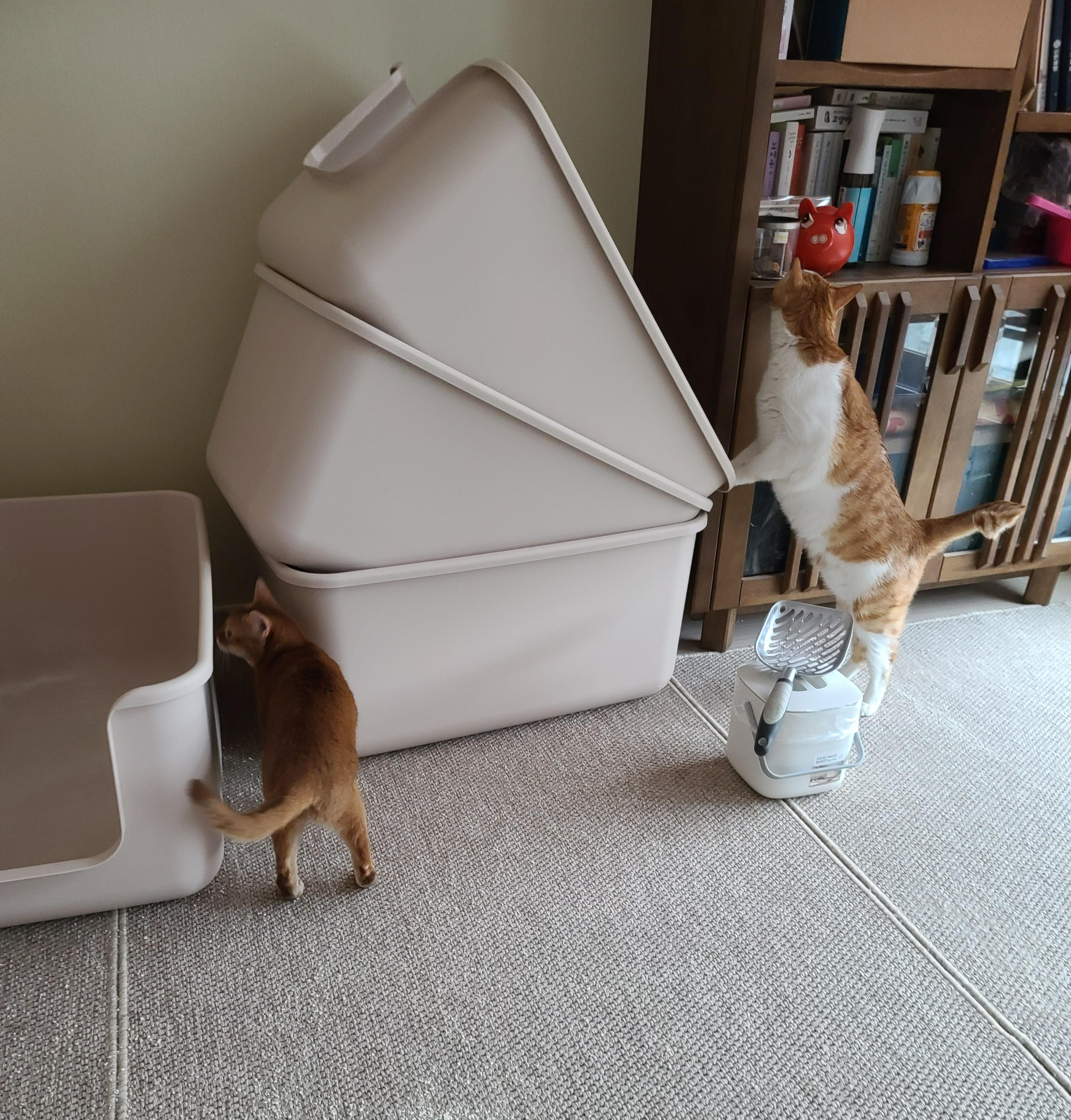 고양이 화장실 모래 전체갈이 하기 (feat.바우젠)