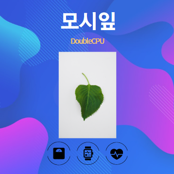 모시잎 알아보기