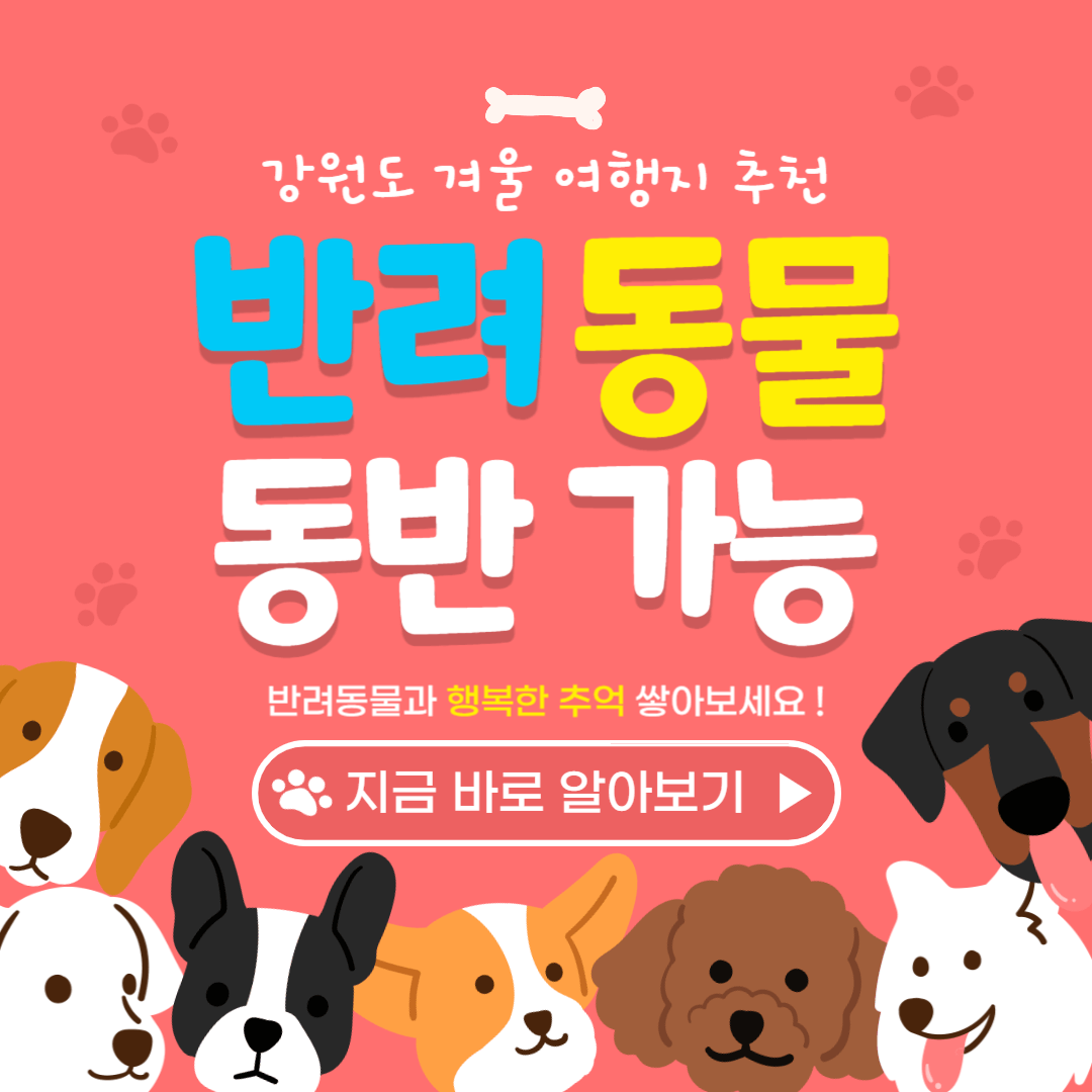 강원도 겨울 반려동물 애견 동반 여행지 추천