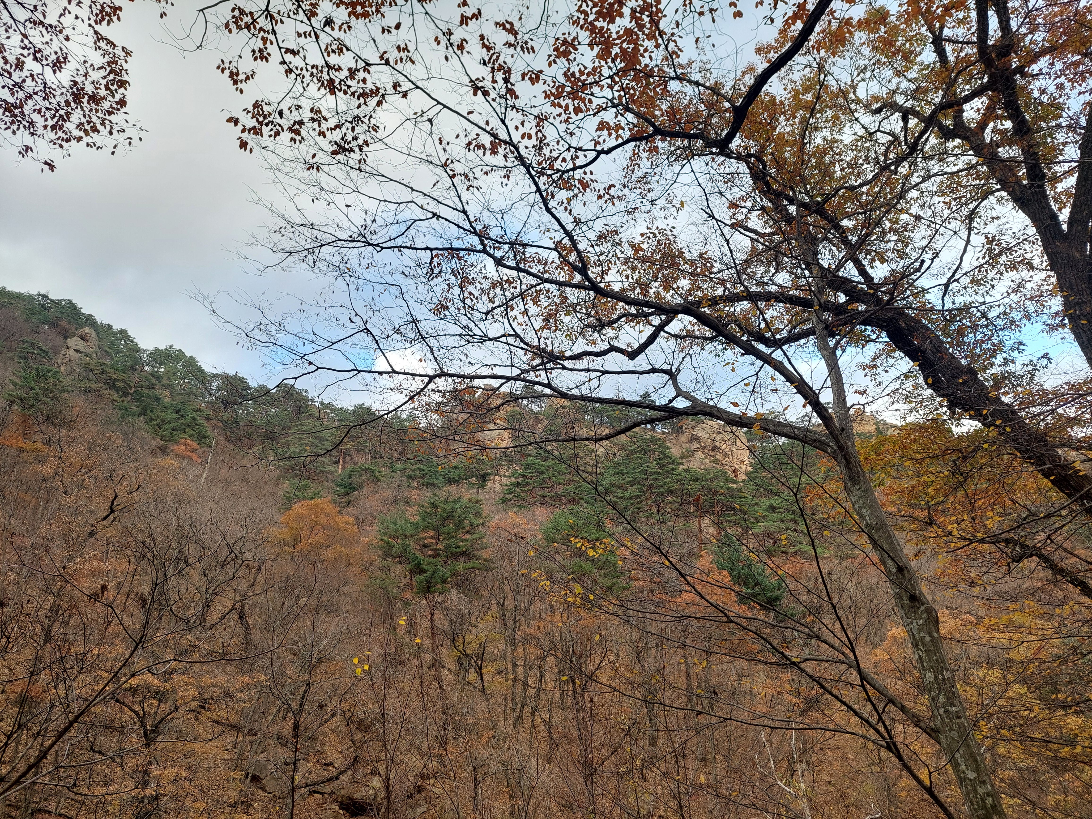 흘림골