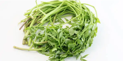 돌미나리 관련 사진