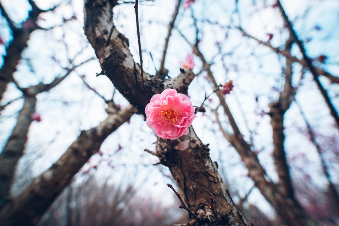 Peach Blossom