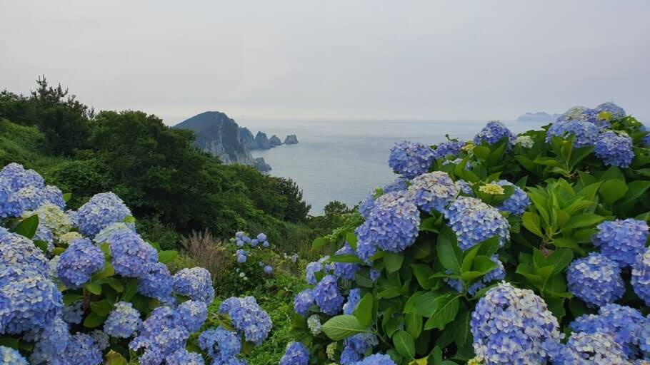 2025 통영 연화도 수국 트레킹 가이드 사진