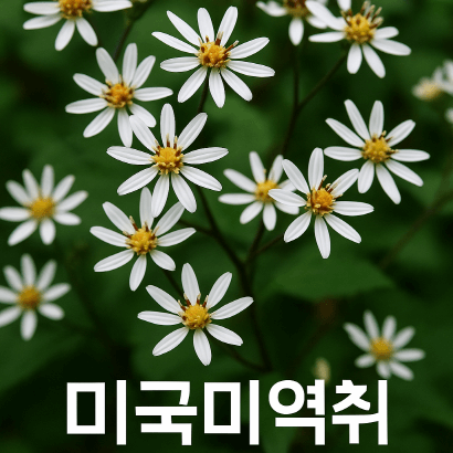 늦가을 정원의 마지막 별, 미국미역취