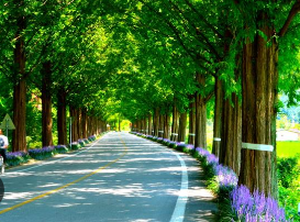 담양 메타세쿼이아길