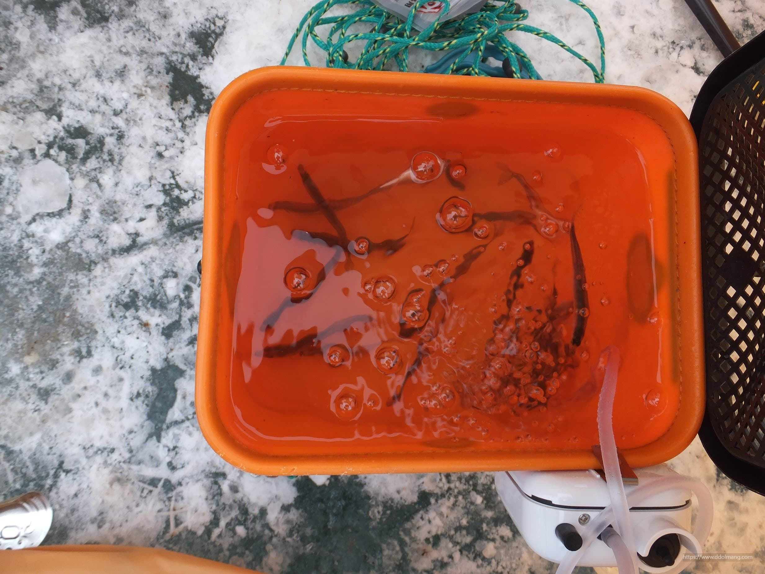 살림통 안 빙어