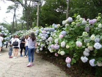 태종대 수국축제 일정 위치 주차팁 꿀정보 정리_37