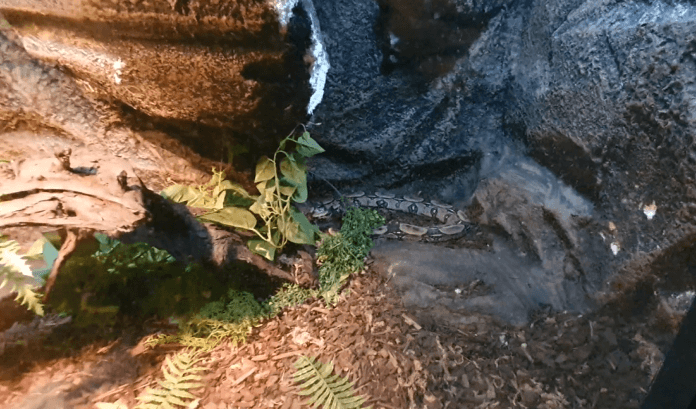 실내동물원-붉은꼬리도마뱀