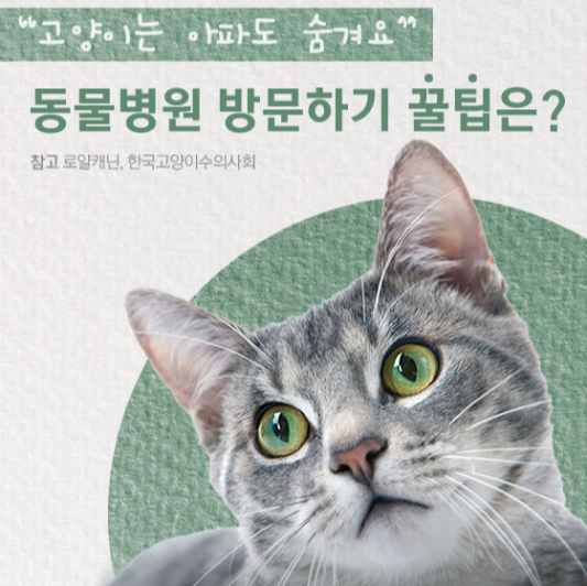 고양이동물병원