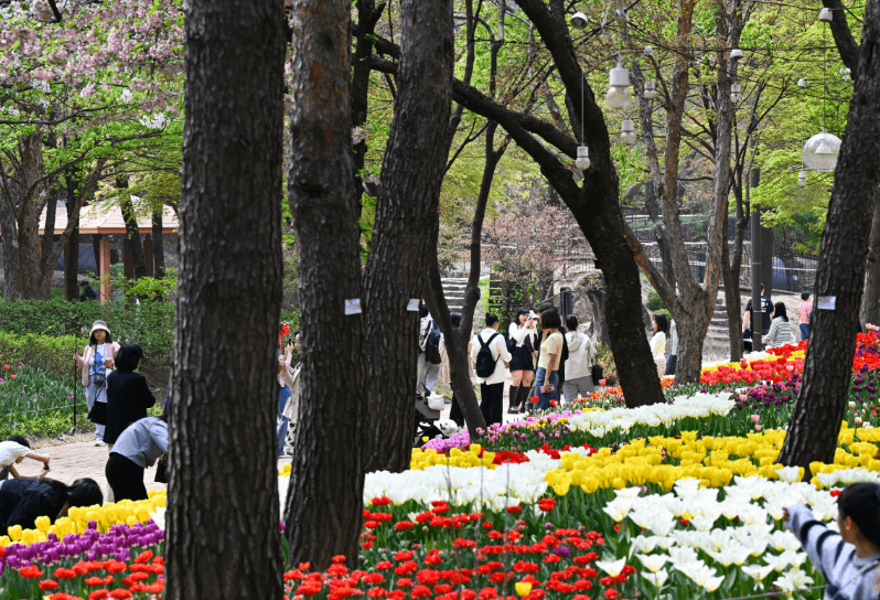 서울숲 튤립축제 vs 경기도 튤립 명소