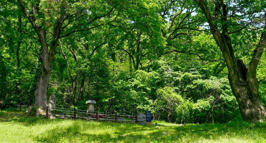예산 수덕사 백련사 숲길