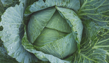 김장 절임배추 마트별 가격 비교(24년 11월14일 기준)