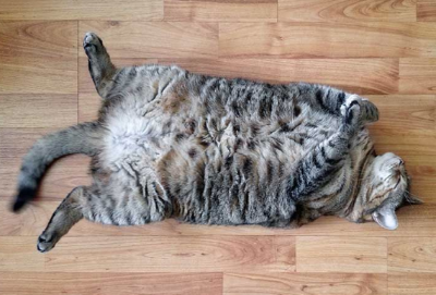 고양이 거세의 단점을 보여주는 이미지