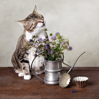 꽃과 재채기하는 고양이.