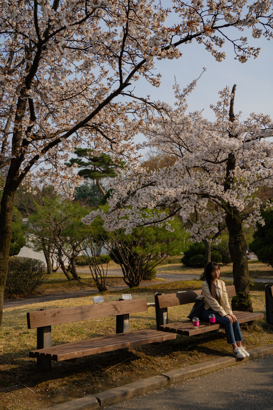 아주대학교 벚꽃