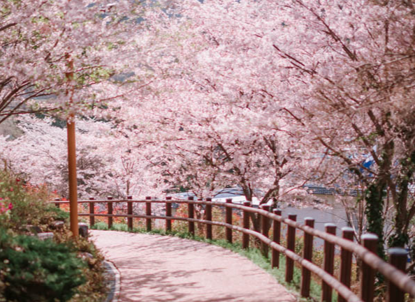 수도권 벚꽃 명소 수도권 벚꽃캠핑장 경기도 벚꽃 캠핑장 용인 벚꽃캠핑장 경기도 벚꽃 글램핑 포천 벚꽃 캠핑장 경기도 벚꽃캠핑 경기 벚꽃 캠핑장 수도권 벚꽃 수도권 벚꽃 유명한 곳 수도권 벚꽃 드라이브