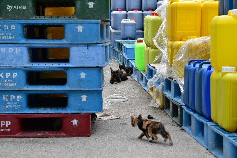 해운대 반여3동 삼어마을 고양이