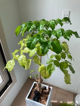 화분 노랗게 변함 원인 영양부족 과습해결 비료주기 조절 방법_18