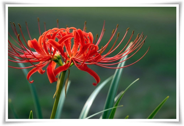 화초 "꽃무릇" 잎 없는 꽃, 가을 정원의 매혹적인 붉은 여왕!