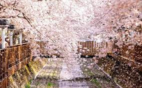 봄꽃 축제로 유명한 - 창원 진해군항제