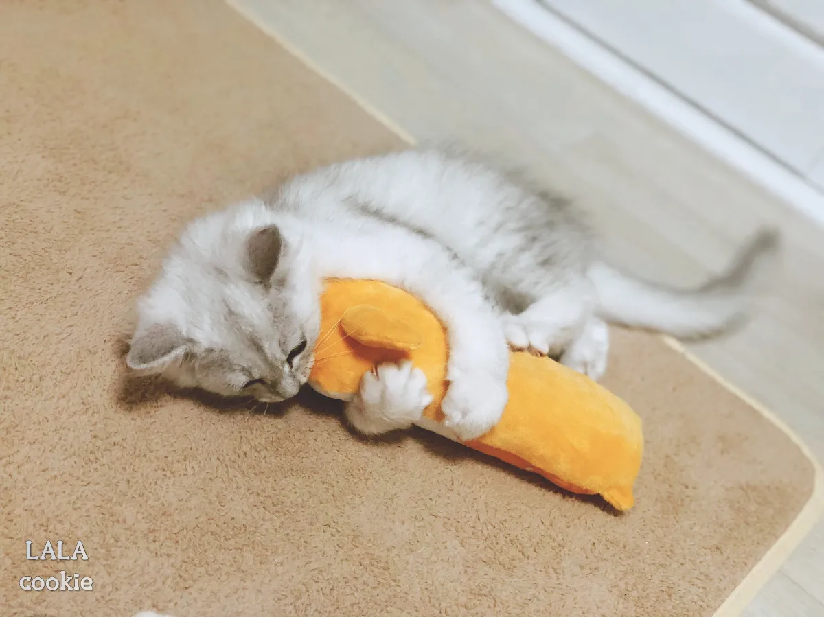 고양이가-놀아달라고-하는-신호-장난감을-잡고-뒷발팡팡-하는-고양이