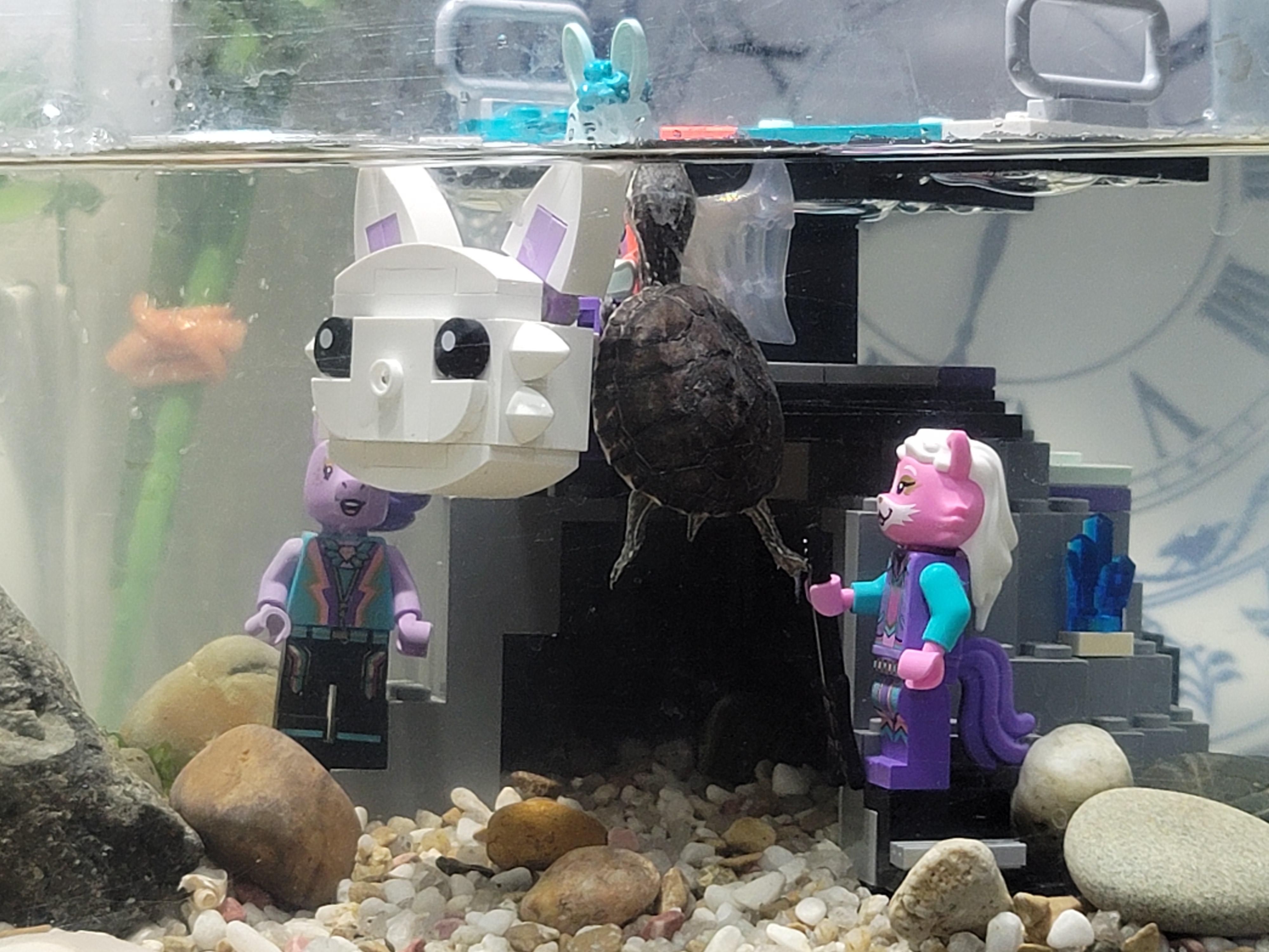 커먼머스크 키우기