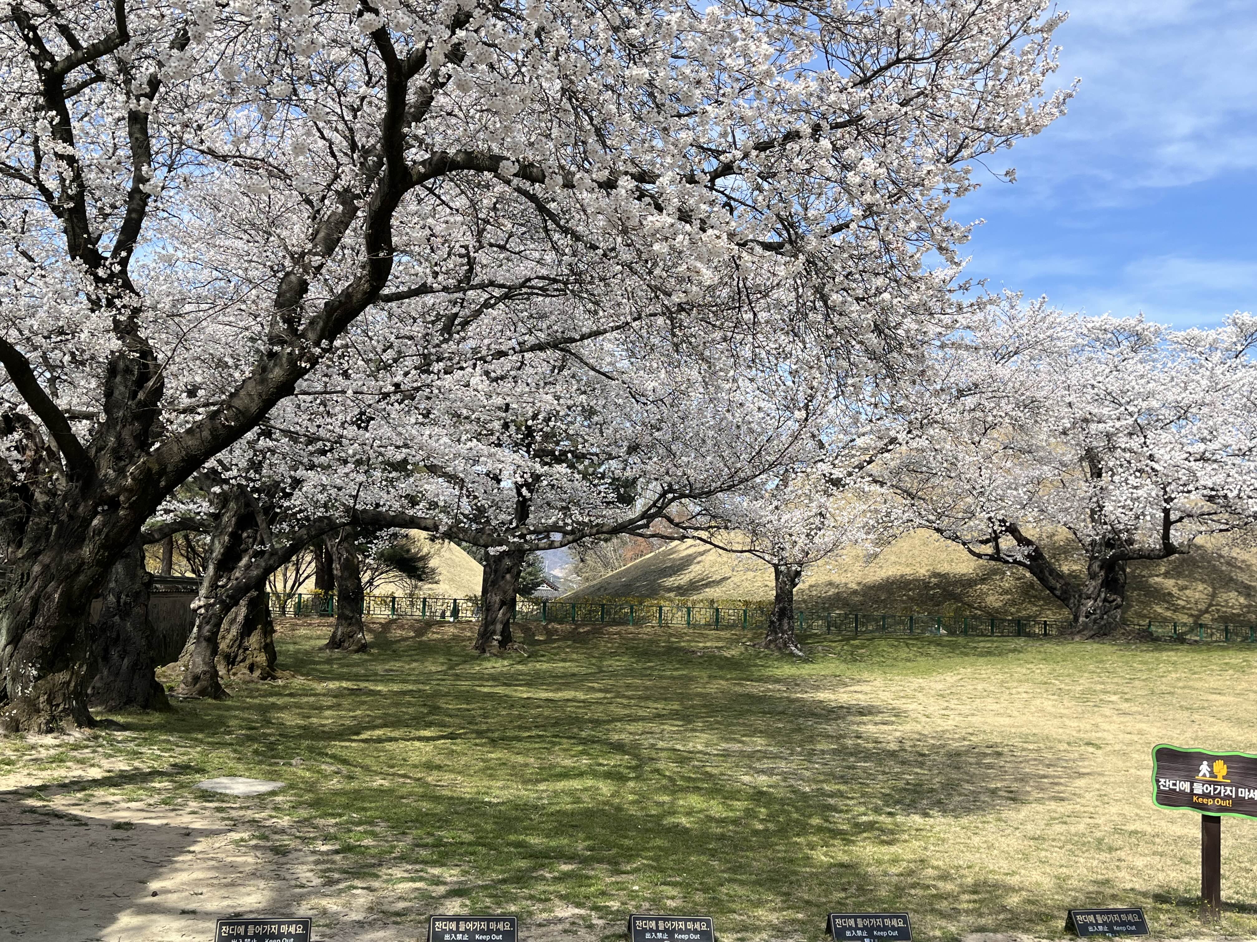 경주 벚꽃