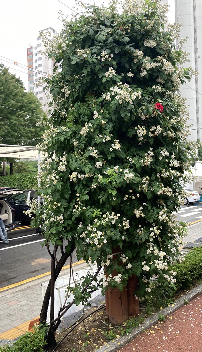 중랑장미공원