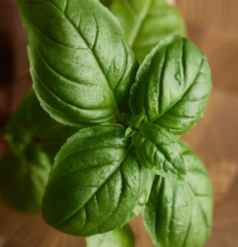 바질 효능 부작용 고르는법 요리 먹는 방법 허브