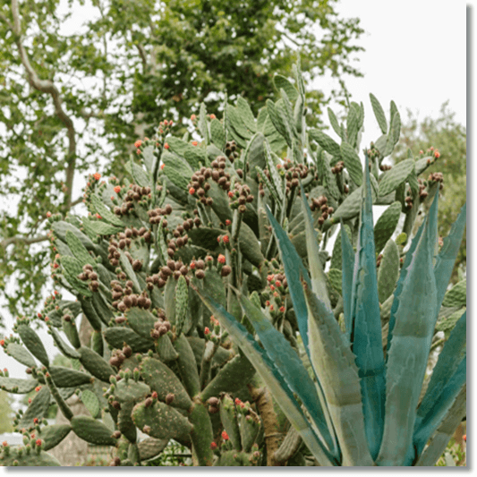 구강 건조증 치료에 좋은 알로에베라 및 노팔 선인장