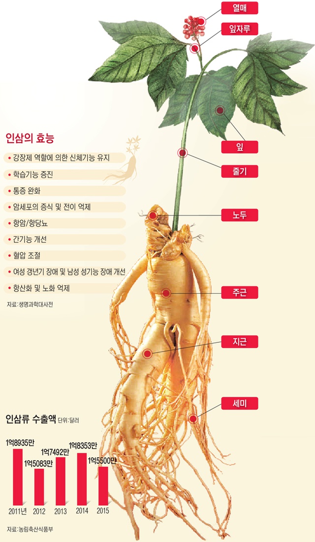인삼의 효능